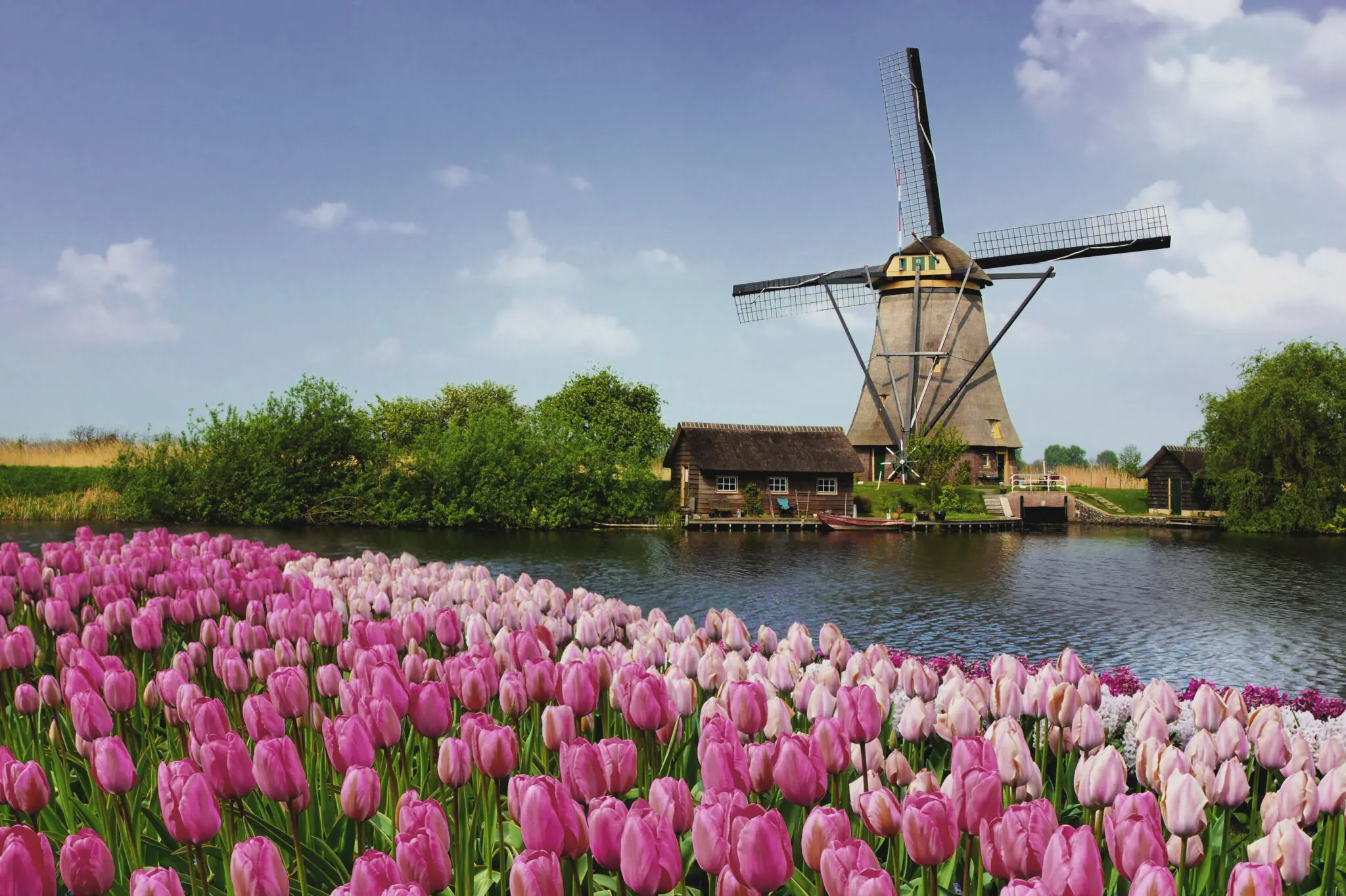 Traditional Dutch windmill next to a calm waterway and a vibrant field of pink tulips under a bright blue sky, representing Landmark Global's delivery services in the Netherlands.